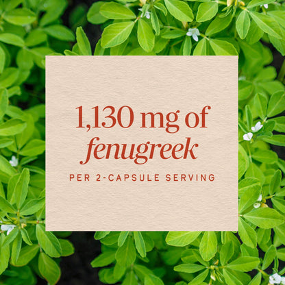 Nature's Way Fenugreek Seed, 320 Vegan Capsules (565 mg per Capsule) - view 5