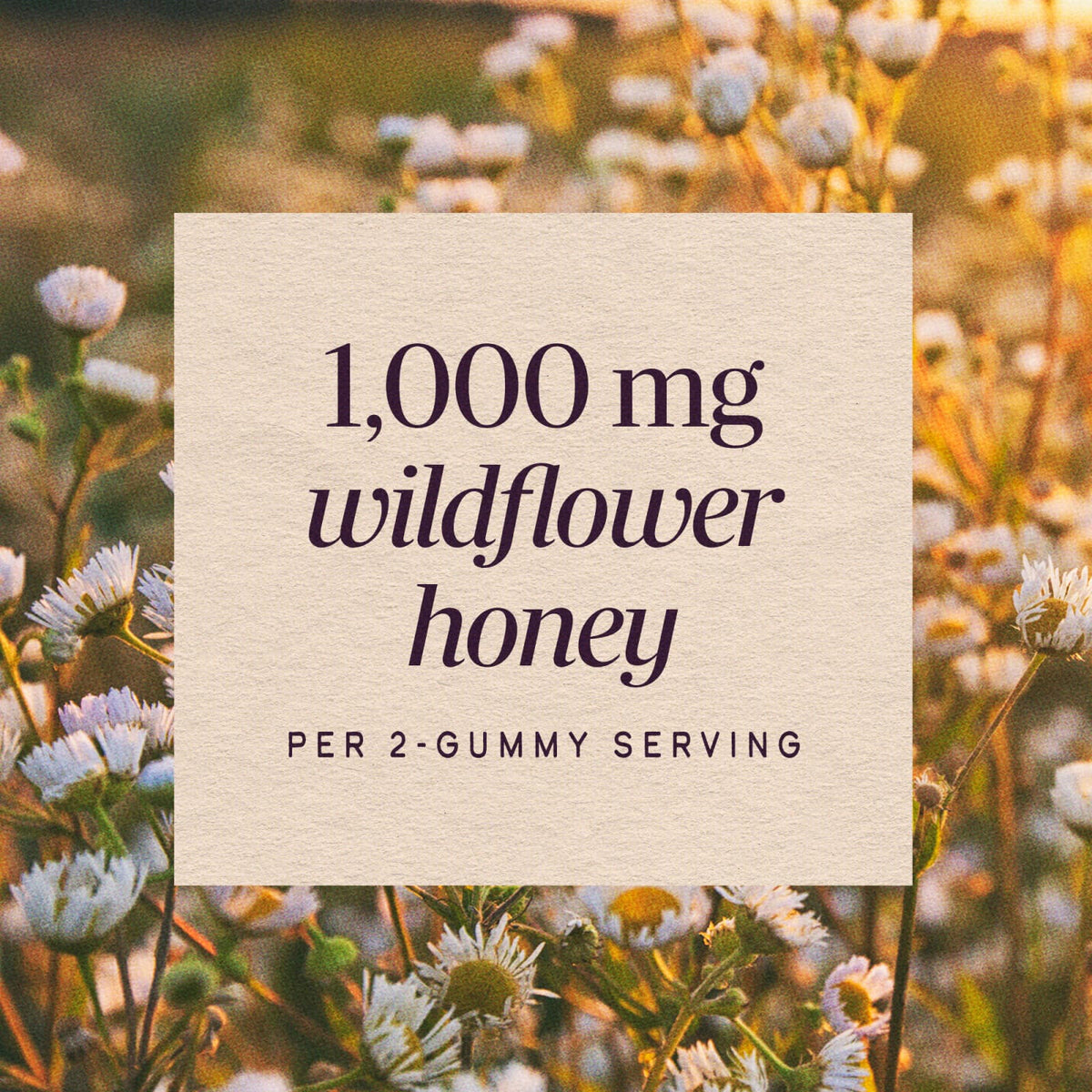 Nature's Way Sambucus Elderberry + Wildflower Honey Gummies, 50 Gummies - view 4