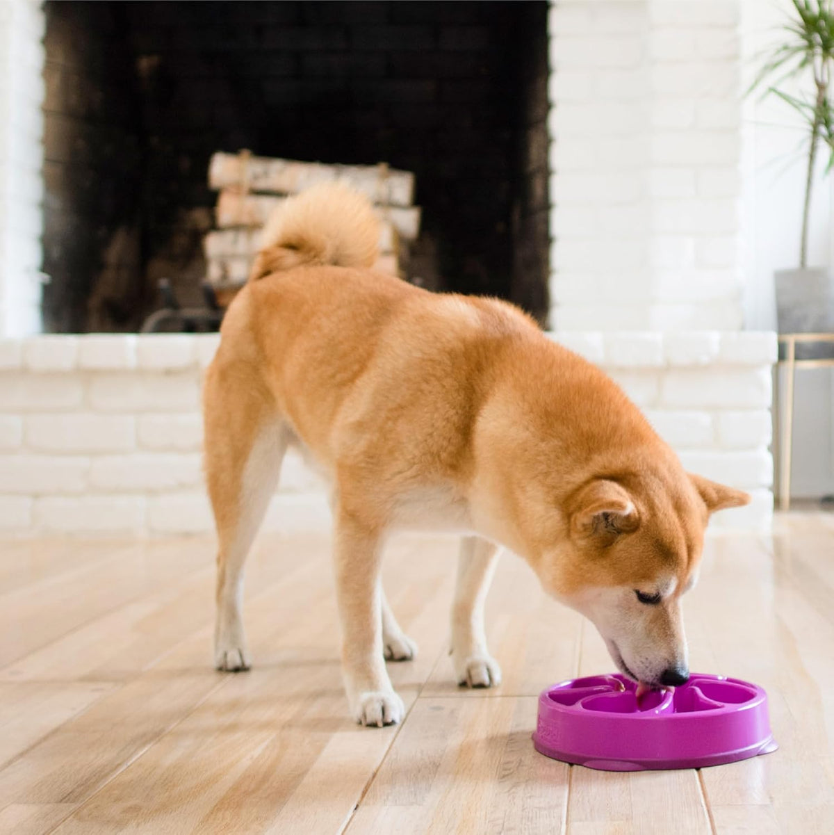 Outward Hound Fun Feeder Slo Bowl Dog Slow Feeder, Flower, Purple, 8.5 Inch - view 6
