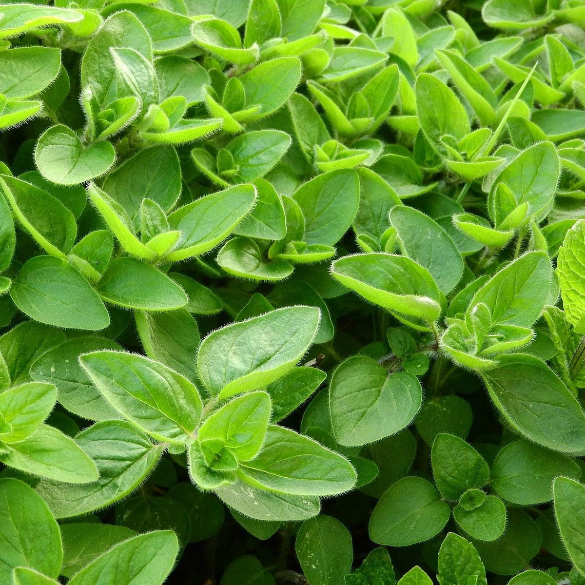 Alpi Nature Rubbed Marjoram 250 g - view 4