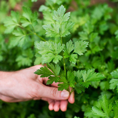 Alpi Nature Dried Parsley 250 g Rubbed Leaves - view 4