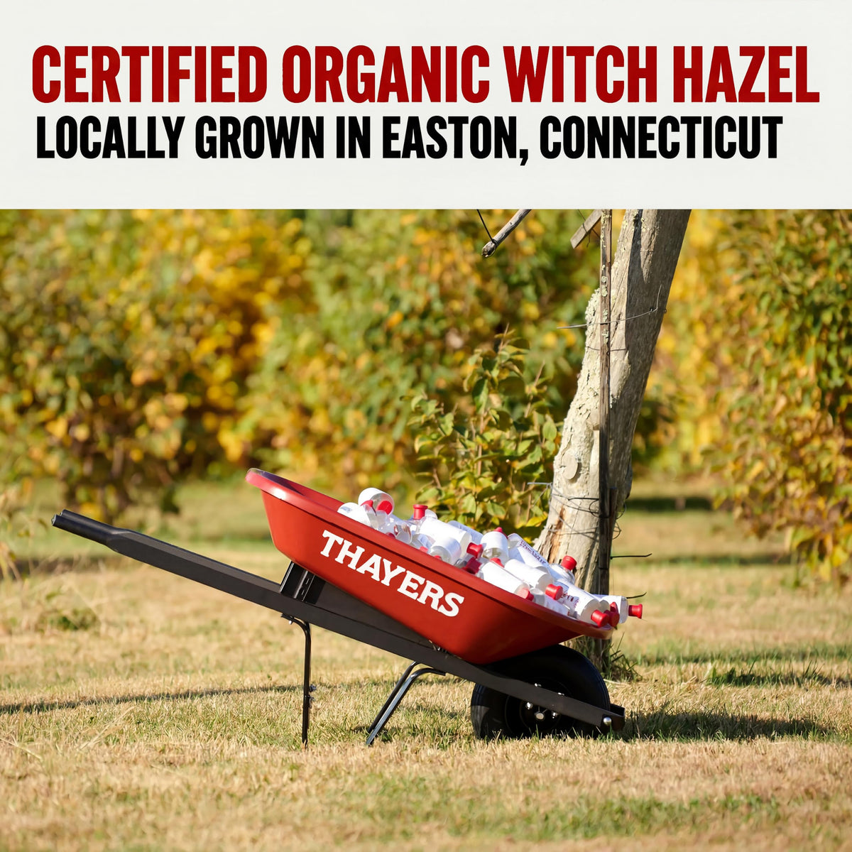 Thayers Rose Petal Witch Hazel Facial Toner with Aloe Vera 89 ml (3 fl oz) - view 6